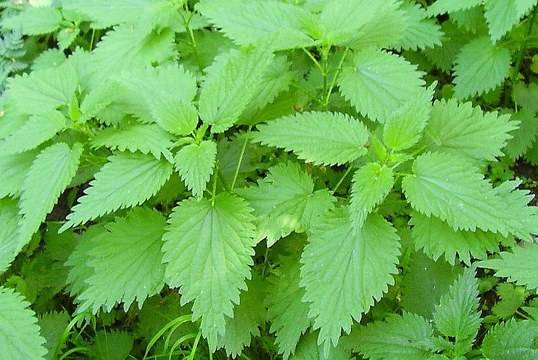 Копривени истории в Пловдив