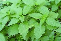 Копривени истории в Пловдив