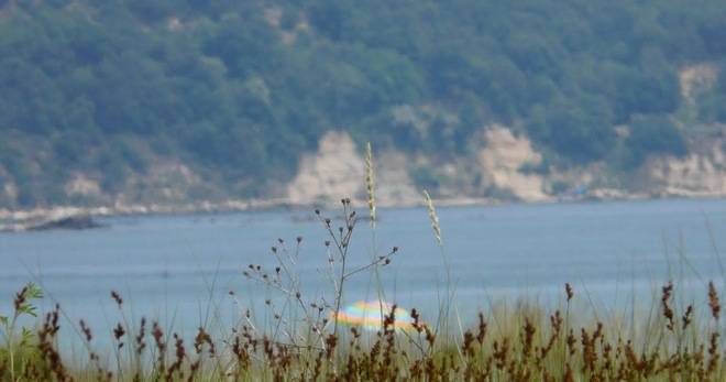 БУЙНА РАСТИТЕЛНОСТ ПРЕВЗЕ ЧАСТ ОТ ПЛАЖА НА КАМЧИЯ (СНИМКИ И ВИДЕО) РАЗЛИЧНИТЕ НОВИНИ DIFFERENT NEWS