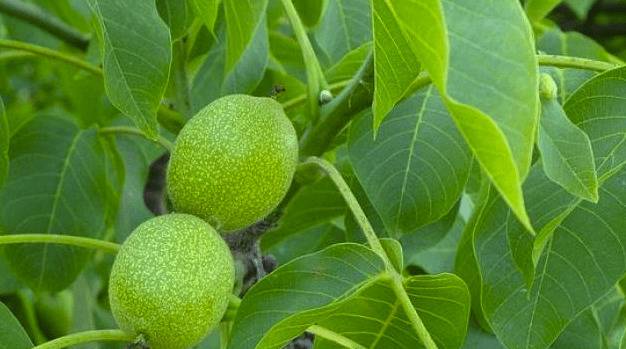 Листата на ореха са дар Божи: През май и юни лечебната им мощ е огромна