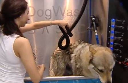 Първата обществена баня за кучета отвори врати в София