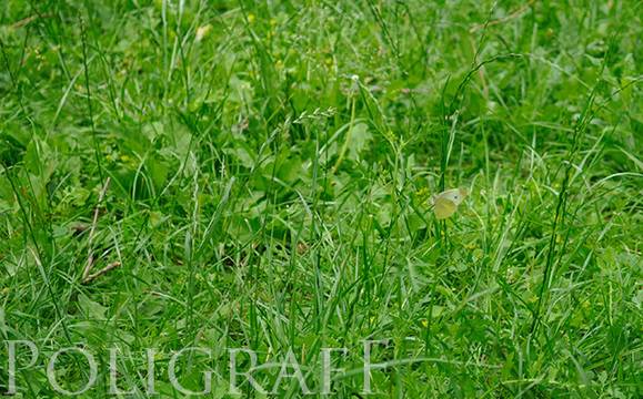 571 растителни видове са изчезнали от Земята през последните 250 години