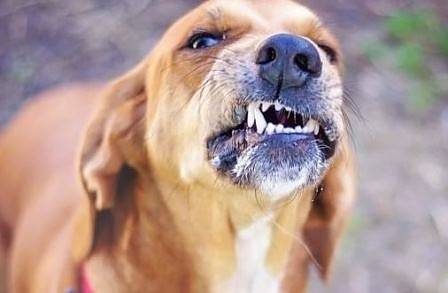 Предлагат глобата за стопани на агресивни кучета без каишка да стане 1000 лв.