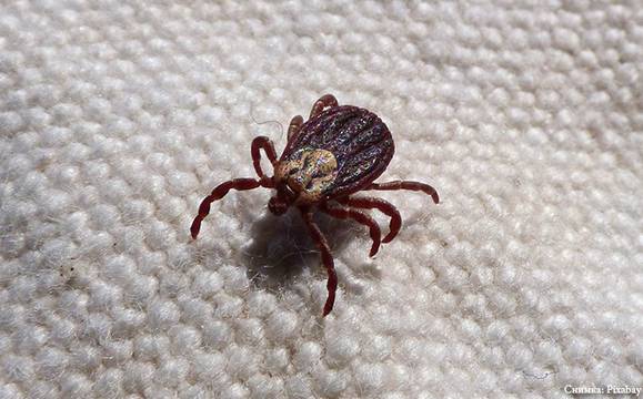 Проф. Кантарджиев: Най-опасни са кърлежите в градските градини