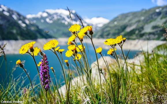 Еньовден е – билките набрани днес са най-лековити