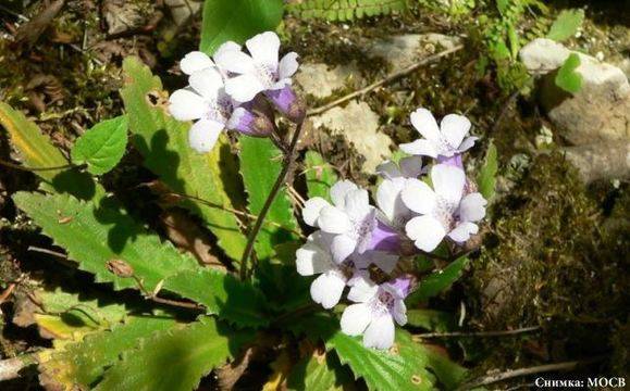 МОСВ напомня за устойчиво ползване на находищата на лечебни растения
