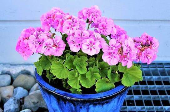 Мушкатото е не само красиво цвете, а много повече: Научите неговите непознати сили