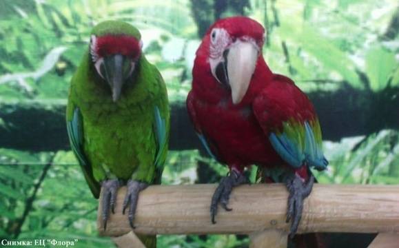 Папагалите също долитат във Флората за лятото