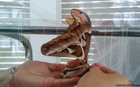 Папагали и пеперуди „долитат“ днес във Флората