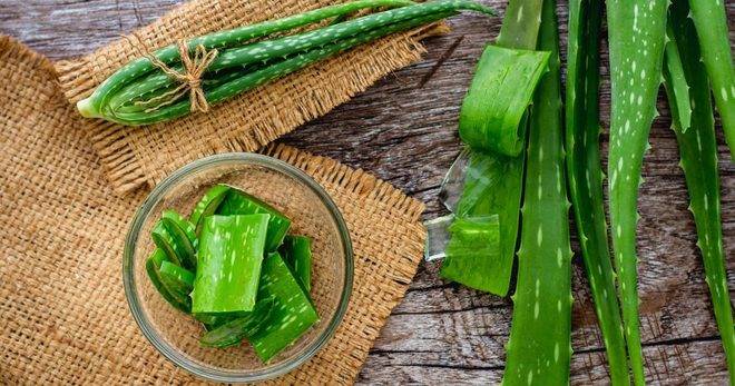 Помощ от природата: Благоприятното въздействие на алое вера