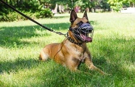 Забраниха разходката на едро куче без повод и намордник