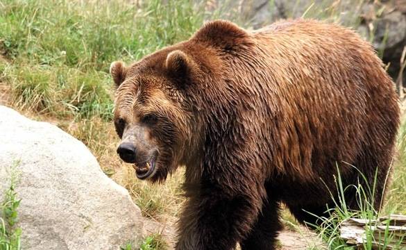 МЕЧКИ ПЛАШАТ ХОРАТА В СЕЛО БУЙНОВО МЕДИЯМИКС НОВИНИТЕ MEDIAMIX NEWS