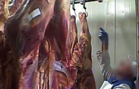 Предприятията за месо работят главно с болни животни – с мастити, тумори и др.