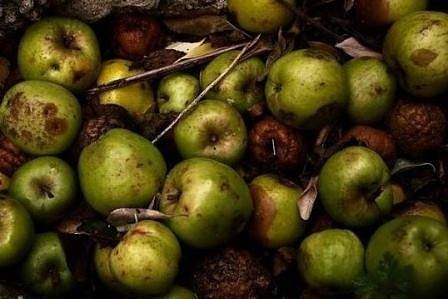 Разбиха група продавала в Европа храни и напитки от гнили ябълки като биохрани