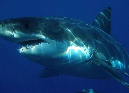 Затоплянето на океаните води големите бели акули в британски води