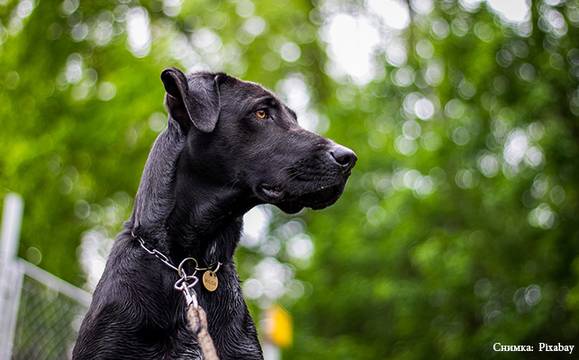 Стопани и кинолози събират подписки срещу закона за намордниците