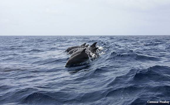 МОСВ: Намаляват случаите на изхвърлени мъртви делфини