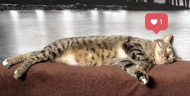 Защо котките прекарват по-голямата част от деня в сън?