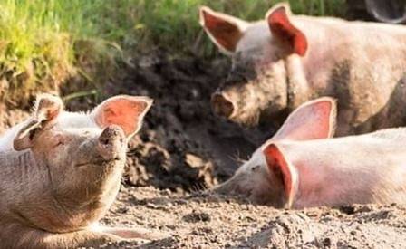 Армията и жандармерията се включват в борбата с африканската чума по свинете