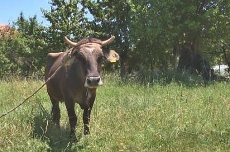 Световноизвестната българска крава Пенка роди Джон