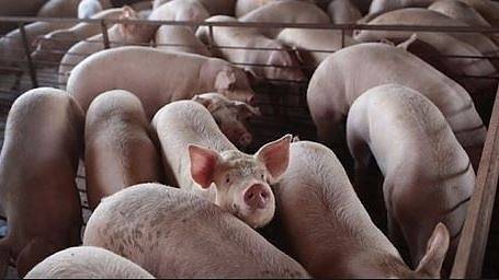 Продължава умъртвяването на прасета в свинекомплекс в Николово