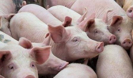 Как се умъртвяват прасетата, засегнати от африканската чума