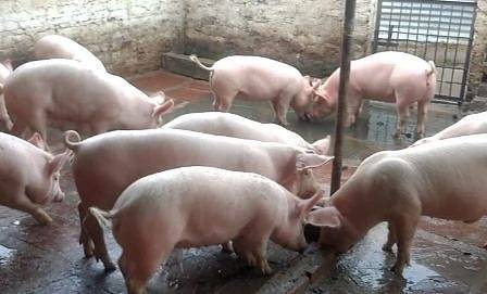 Бедствено положение в област Русе заради африканската чума по свинете