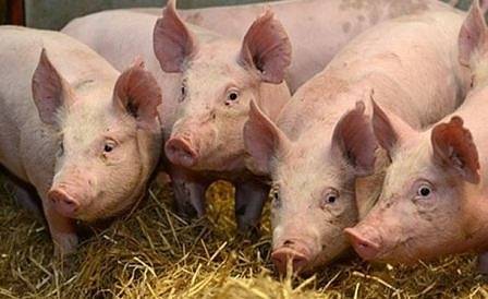 Обявиха бедствено положение и в Разград заради чумата по свинете