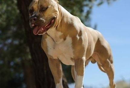 14-годишно момиче е нахапано от питбул в „Горна Баня“