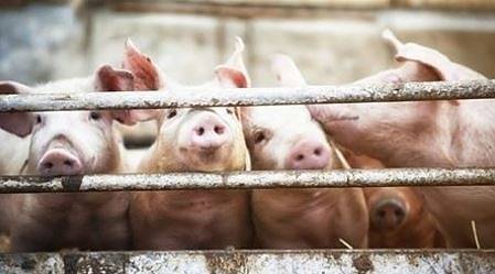 Столична община ще загробва прасета в районите Кремиковци и Нови Искър