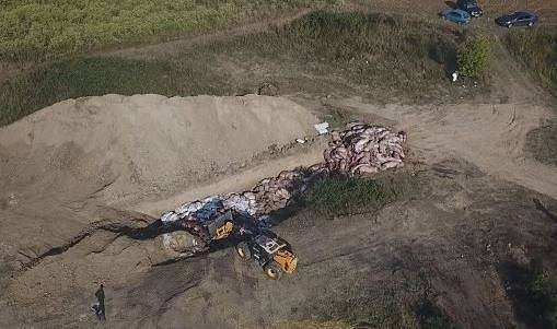 Инспектори на БАБХ проверяват дали се загробват живи прасета край село Сливо поле