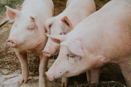 Бедствено положение и в Добричко заради чумата по свинете