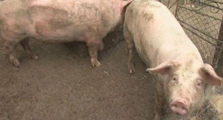 Превантивни мерки: Стопаните в седем области трябва да умъртвят животните си