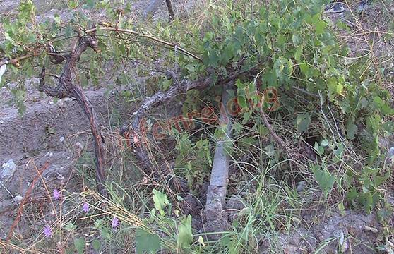 Градушка съсипа продукцията на лозарите от Долна Градешница