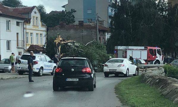 10 сигнала за паднали дървета при бурята в Кюстендилско