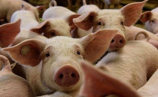 Обявиха бедствено положение в Свищов заради чумата по свинете