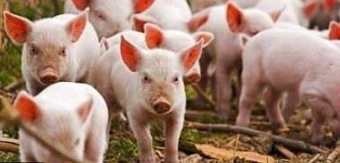 Агенцията по храните проспа навлизането на чумата по свинете в България