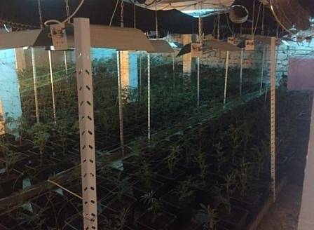 Разкриха ултрамодерна наркооранжерия за марихуана в Своге (СНИМКИ)