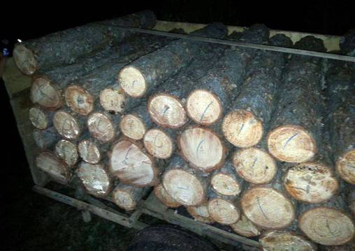 Горски стражар превозва незаконно дърва, докато е в болнични. Заловиха го