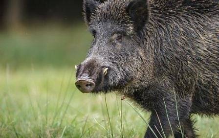 Първи положителни проби за чума по свинете в Смолянска област