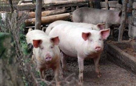 Започва принудително умъртвяване на прасета в Южна България