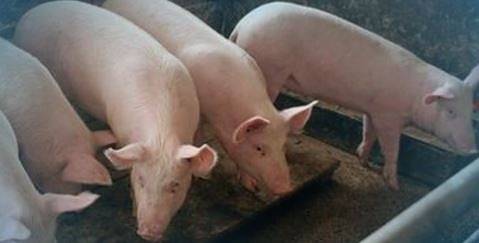 Африканска чума по свинете и в софийското село Желява
