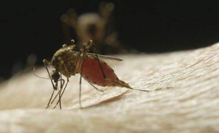 Още двама българи се разболяха от западнонилска треска