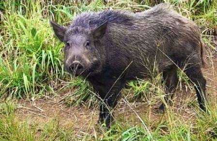 Нова положителна проба за чума по свинете в Смолянско