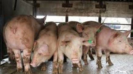 Чумата по свинете у нас вкарана в хибридна война срещу властта