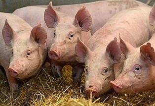 Изплащат еднократна помощ на стопаните на умъртвените прасета от 1 септември