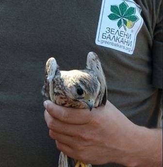 „Зелени Балкани“ пускат птици с държавна издръжка