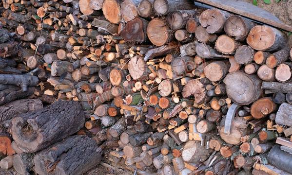 18-годишен от Разлог с обвинение за кражба на дърва за над 1 600 лева