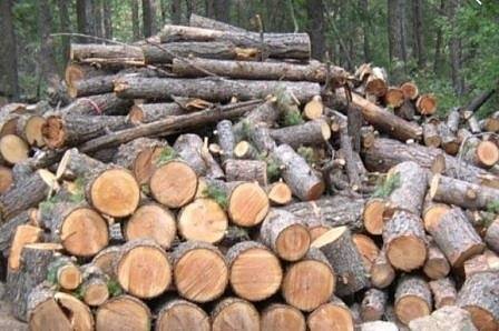 Цената на дървата за огрев скача заради свинската чума