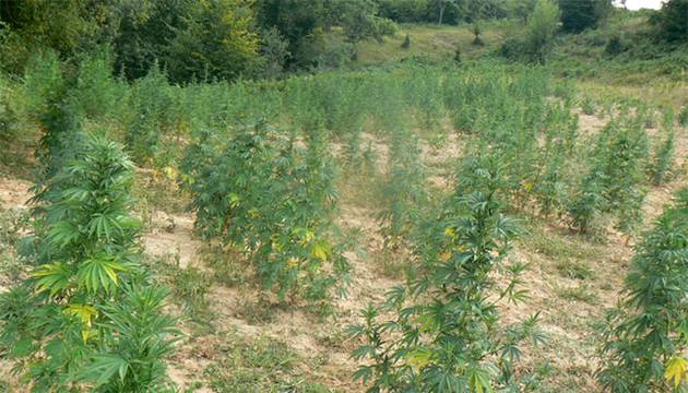 Полицаи спипаха двама мъже от Кремен, докато се грижат за наркоплантация край селото